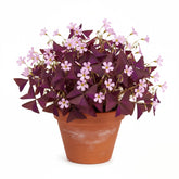 KCT GARDEN purple shamrocks bulbs pack 24 for bright indoor or outdoor display.