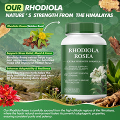 Kereeao Rhodiola Rosea extract close-up highlighting plant-based adaptogen for focus