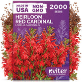 KVITER 2000 red cardinal blooms seeds for vibrant border and container displays.