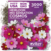 KVITER 3000 Mix Sensation Cosmos tall blooms for dramatic garden displays