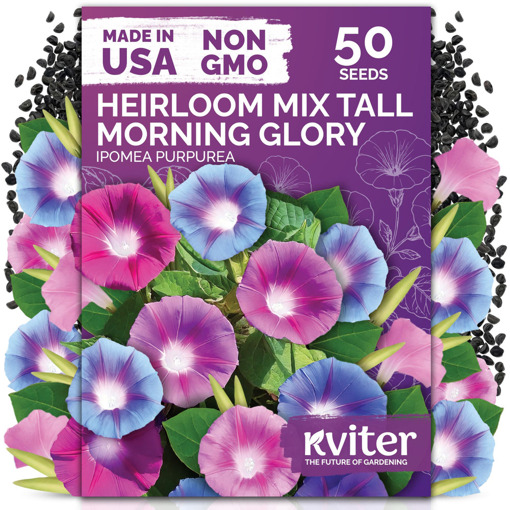 KVITER 50 tall morning glory seeds pack on trellis shows climbing potential.
