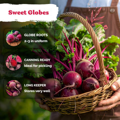 KVITER Detroit Dark Red Beet leafy tops closeup, edible greens ready to harvest