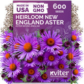 KVITER 600 New England Aster seeds packaging for easy planting