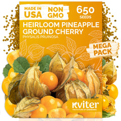 KVITER 650 Aunt Molly ground cherry seeds ready for planting by beginners