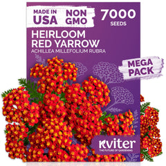 KVITER 7000 Red Yarrow seeds pack front view, ideal for vibrant perennial borders.