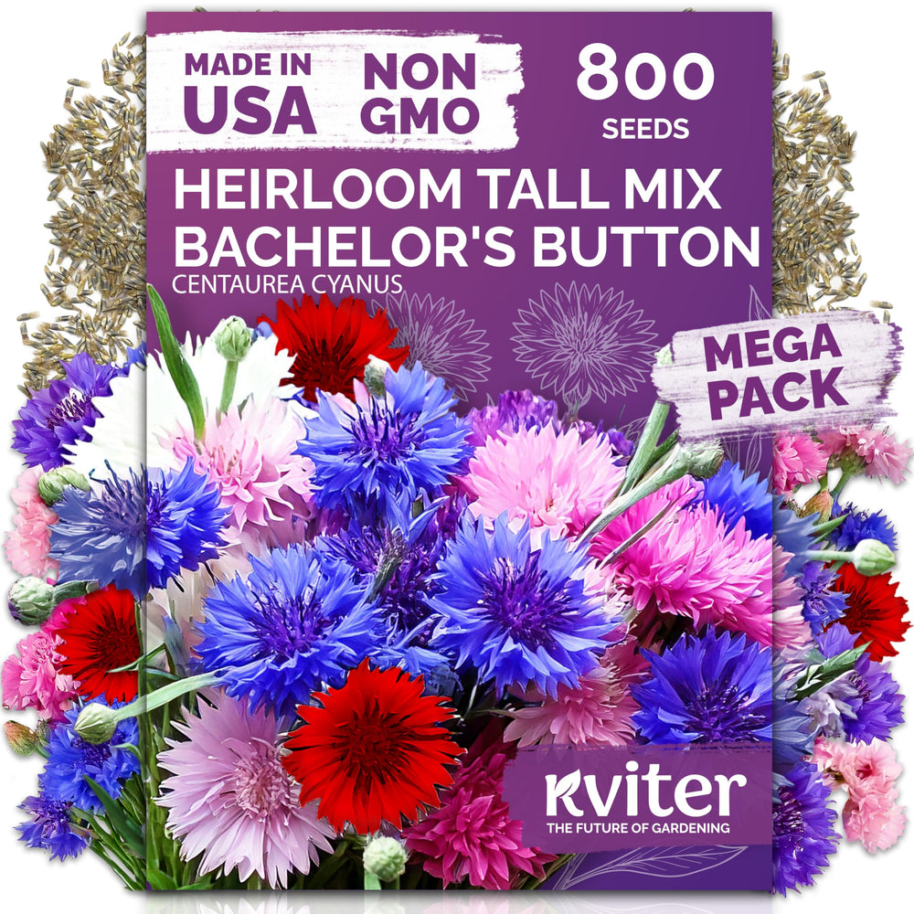 KVITER 800 Mix Bachelor Button Seeds cornflower pack with vibrant blue blooms for gardens.