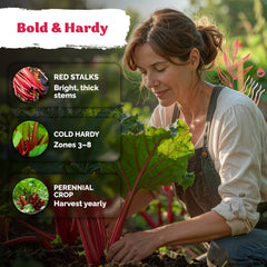 KVITER rhubarb plant growing to 2–3 feet with vivid red stalks.
