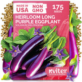 KVITER 175 long purple eggplant fruit ready for harvest, ideal for grilling
