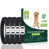 KYGNE flea collar for dogs shown on the neck during a walk, long-lasting protection