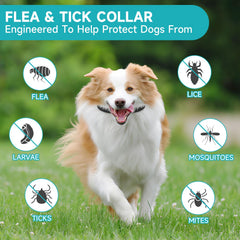 KYGNE tick prevention dog collar in use during a hike, supports tick defense