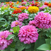 LUOJIBIE California Giant Zinnia seeds bulk for vibrant garden borders