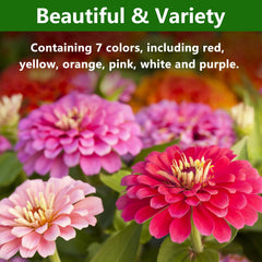 LUOJIBIE zinnia seeds germination test indicates quick sprouting