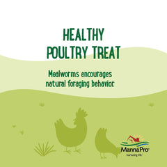 Ferme domestique avec poules et dindes profitant d'un snack nutritif Manna Pro.