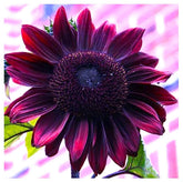 Marde Ross Chocolate Cherry sunflower seeds pack front for home planting