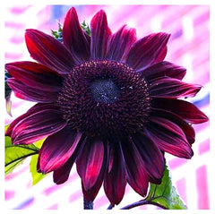 Marde Ross Chocolate Cherry sunflower seeds pack front for home planting