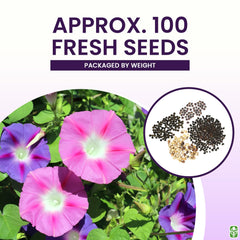Marde Ross & Company climbing vine seeds black-eyed-susan-vine add vivid height