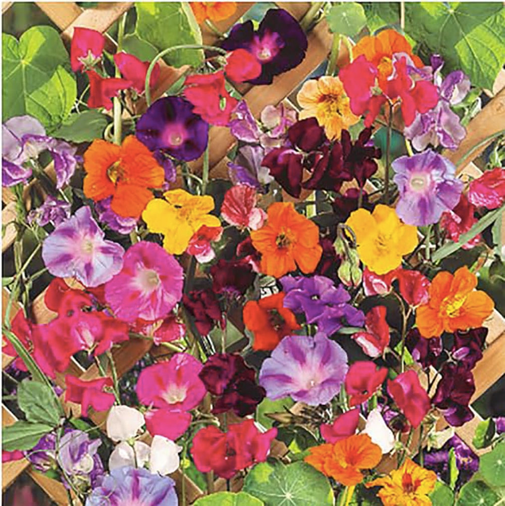 Marde Ross & Company climbing vine seeds morning glory mix bloom along the fence for color