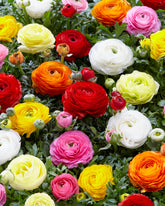 Marde Ross French Peony Mixed Ranunculus corms brighten borders in spring