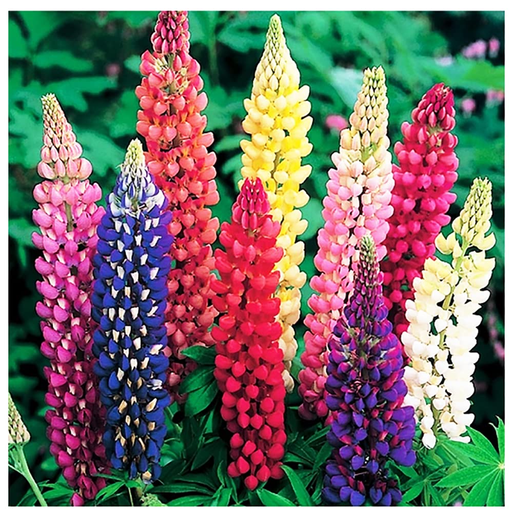 Marde Ross Russell lupine seeds bundle with mixed colors for vibrant borders.