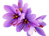 Marde Ross saffron crocus corms, 10 large, ready for fall planting and harvest