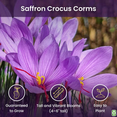 Marde Ross saffron crocus blooms in lilac-purple with red stigmas