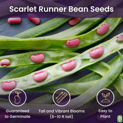 Close-up of Scarlet Runner seeds showing germination potential