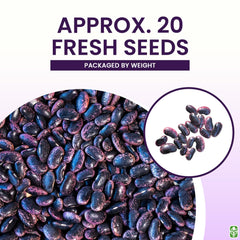 Scarlet Runner seeds planted in a small container ready to climb