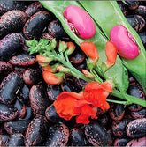 Marde Ross Scarlet Runner seeds pack, ideal for container gardening