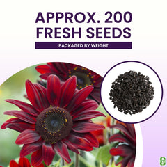Marde Ross seeds depth guide for 1/2 inch planting