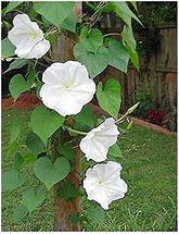 Marde Ross White Moonflower Vine seeds packet ready for planting on a trellis.