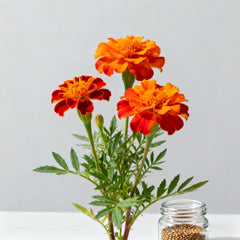 Marigold seeds support large-scale displays with continuous blooms from spring to frost.