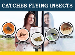 Clear strip fly traps on a window ideal for kitchens and living spaces
