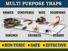 MaxGuard peel-and-place traps for quick, easy setup