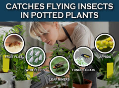 Maxguard stake trap hanging with twist tie for easy in-plant pest protection.