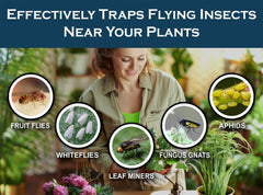 MaxGuard yellow hanging trap on leaves captures whiteflies, protecting plant health without sprays.