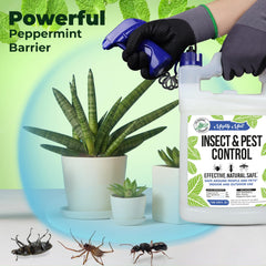 Mighty Mint spray in action on baseboards, designed for indoor pest control.