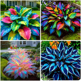 Mixrug 105+ Hosta seeds pack for mixed color shade garden displays.