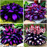 Mixrug 115+ mixed hosta seeds packet for shade garden leaves