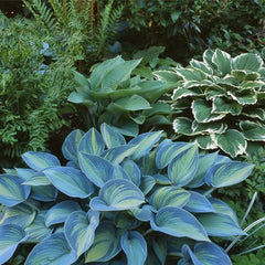 Mixrug 150 Hostas Seed attracts pollinators with summer blooms in your yard.