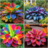 Mixrug 302+ Hosta seeds pack showcases shade-tolerant ground cover with varied leaf patterns.
