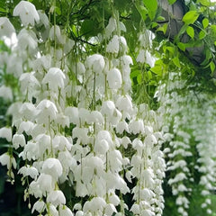 Mixrug climbing jasmine seeds closeup shows premium coating and potential blooms