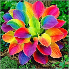 Mixrug ground-cover hosta clump establishes a weed-suppressing presence over time.