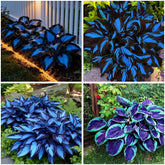 Mixrug Hosta seeds blue and black for vibrant shade garden color