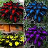 Mixrug Hosta seeds – diverse varieties for shaded garden color