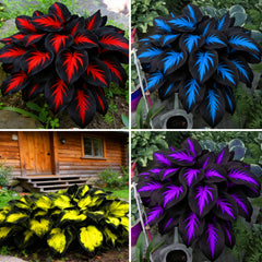 Mixrug Hosta seeds – diverse varieties for shaded garden color