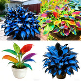 Mixrug Hosta seeds packaging shown for shade garden planning