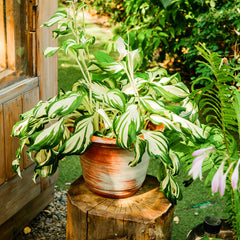 Mixrug Hosta Seeds highlight rare varieties with year-round garden interest