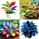 Mixrug Hosta seeds variety collection for diverse shade blooms.