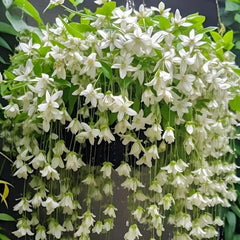 Mixrug jasmine climber container display demonstrates pot-friendly growth