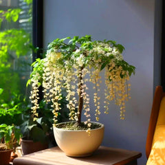 Mixrug perennial fragrant climber outdoors ready for a lush garden